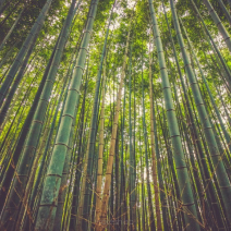 Deski bambusowe